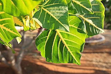 《星球大战绝地：陨落的武士团》PC版移除D加密